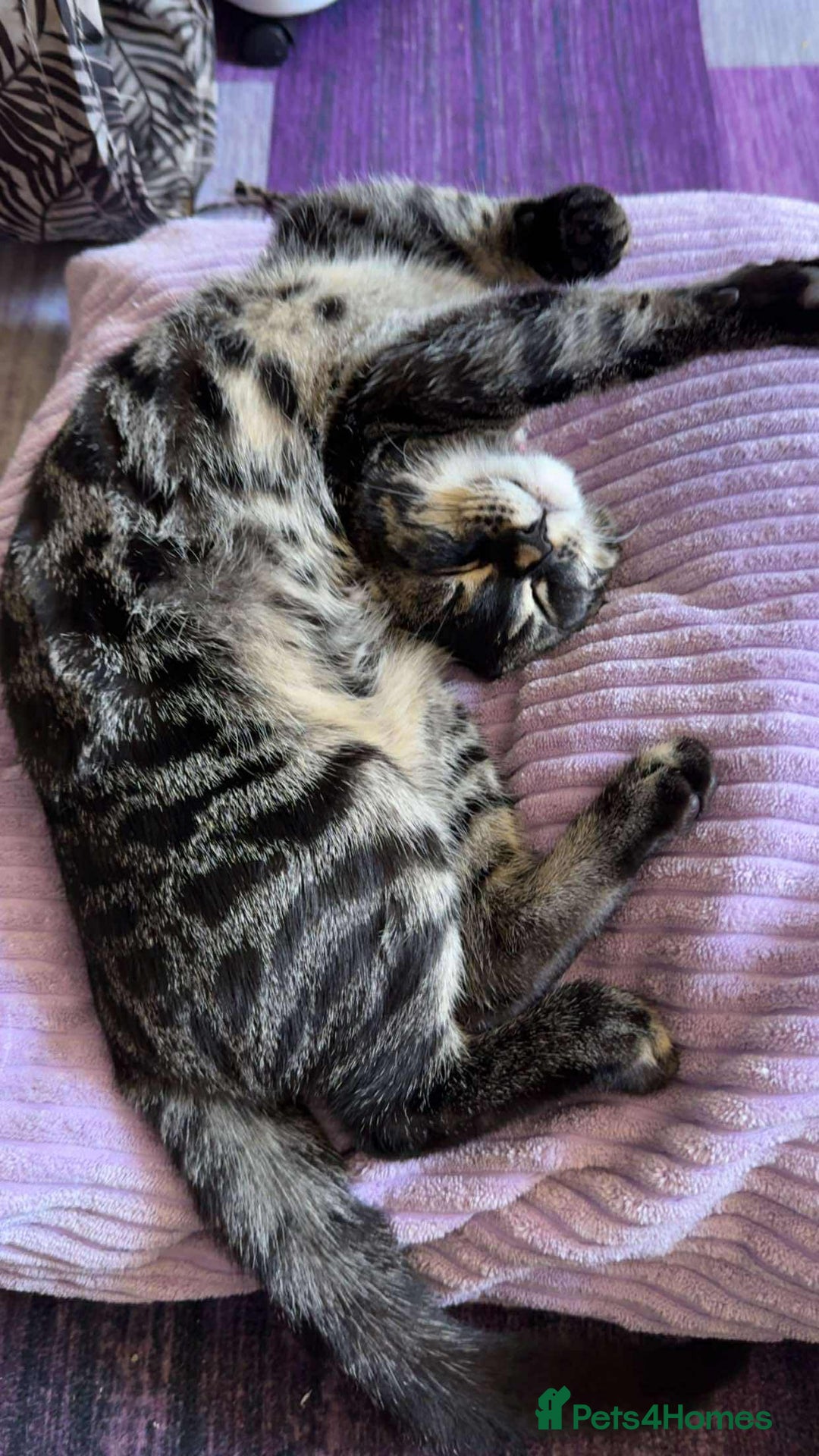 Bengal cats for sale: Bengal cross f kitten almost 6 months old - Image 5