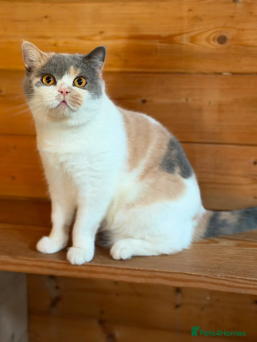 British Shorthair cats for sale: Ex breeding queen looking for a new home - Advert 2
