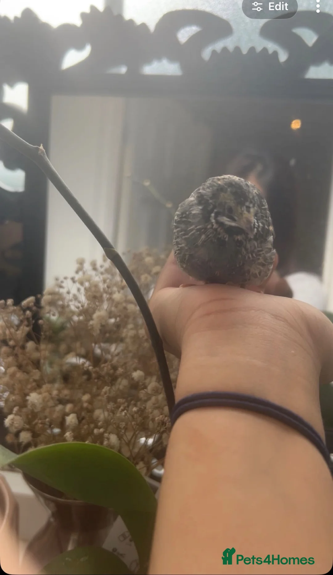 Mixed Breed birds for sale: Male young button quail in Dartford - Advert 2
