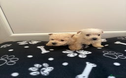West Highland Terrier dogs for sale: DNA health tested Westie-poos  - Image 26