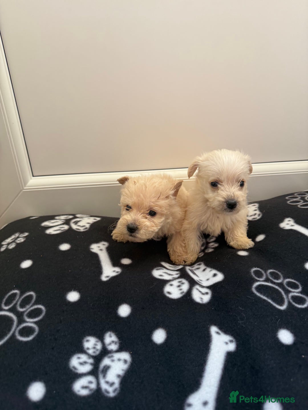 West Highland Terrier dogs for sale: DNA health tested Westie-poos  - Image 26
