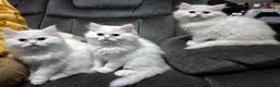 Mixed Breed cats for sale: Persian X Ragdoll Kittens Ready For Forever Homes! - Advert 4
