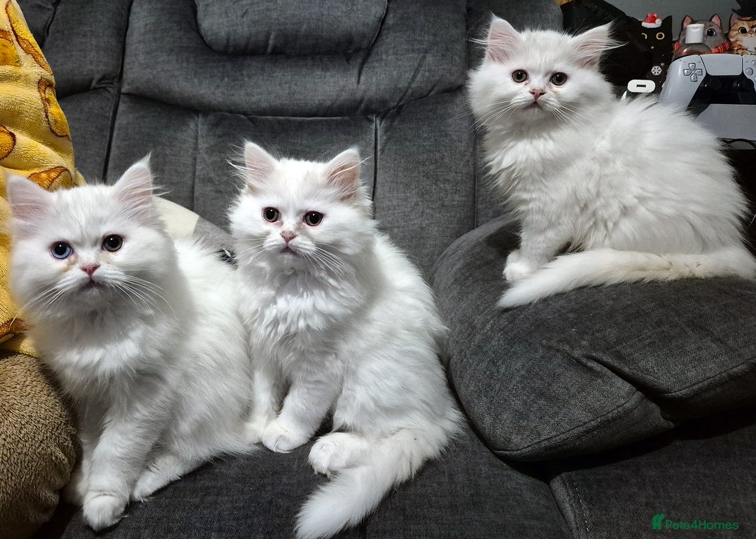 Mixed Breed cats for sale: Persian X Ragdoll Kittens Ready For Forever Homes! - Advert 4