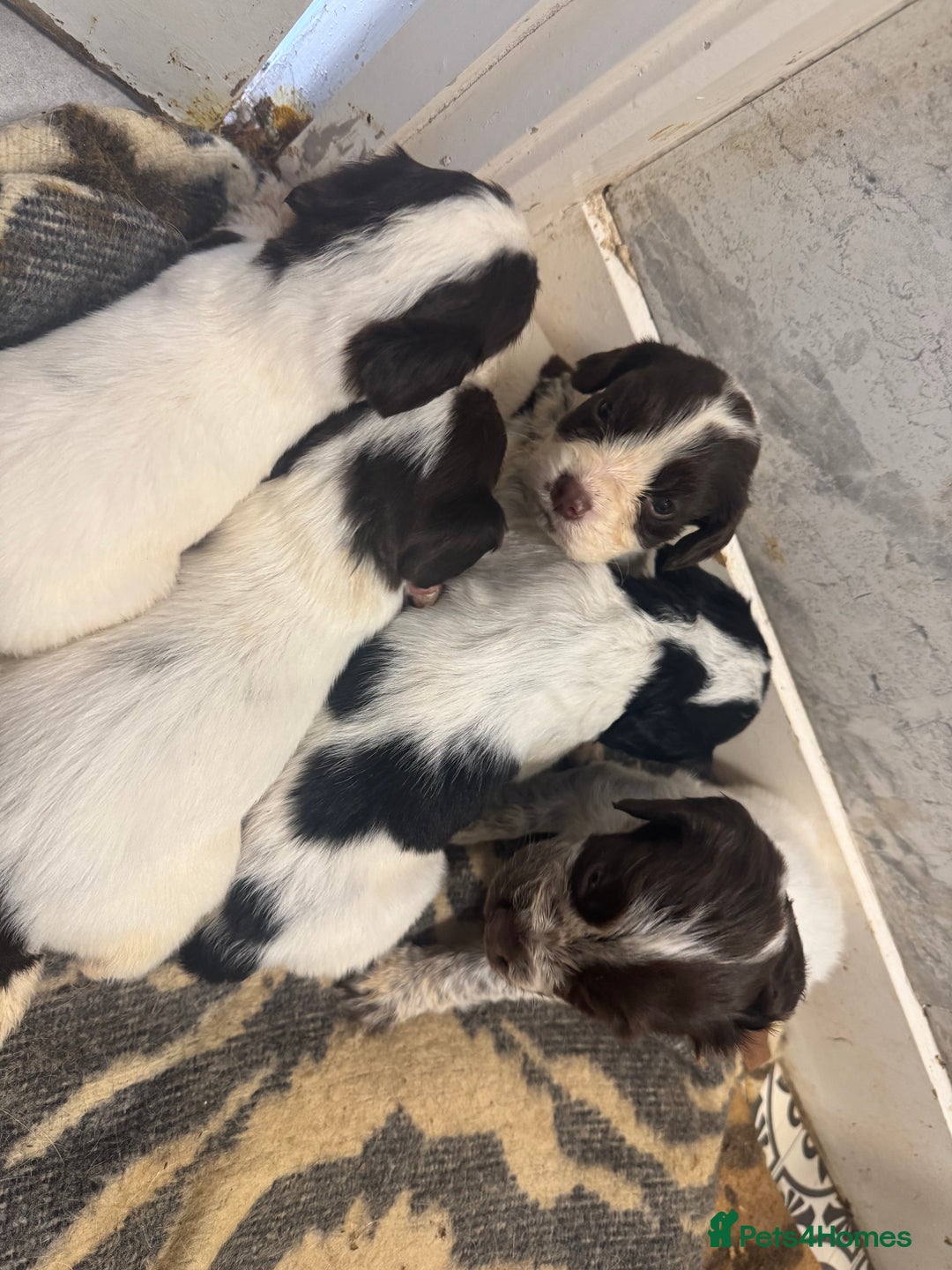 Cocker Spaniel dogs for sale: Cocker spaniel puppies working family pets - Image 7