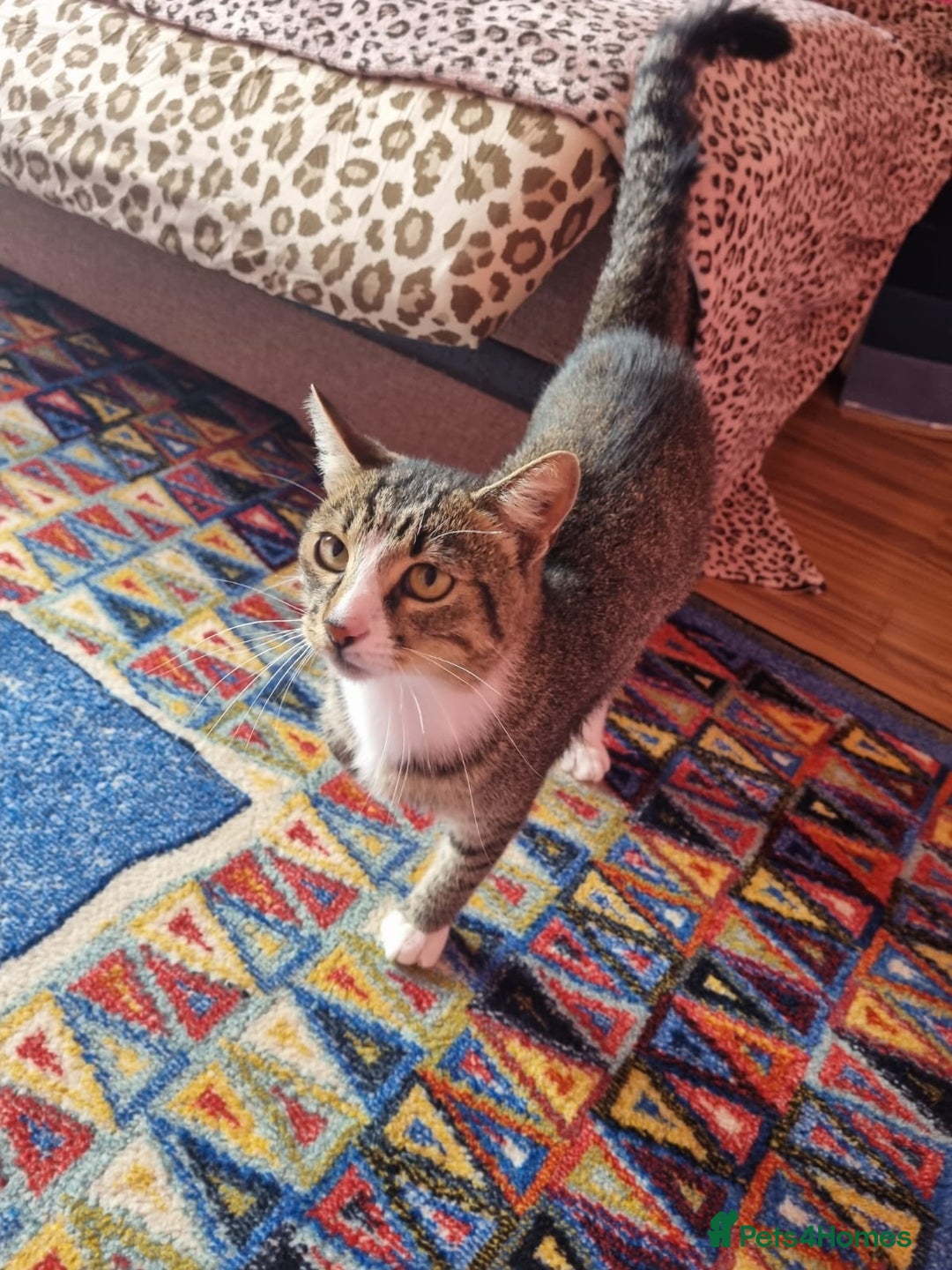 Mixed Breed cats for adoption: TOM -a friendly & proud boy- needs a Loving Home - Image 16