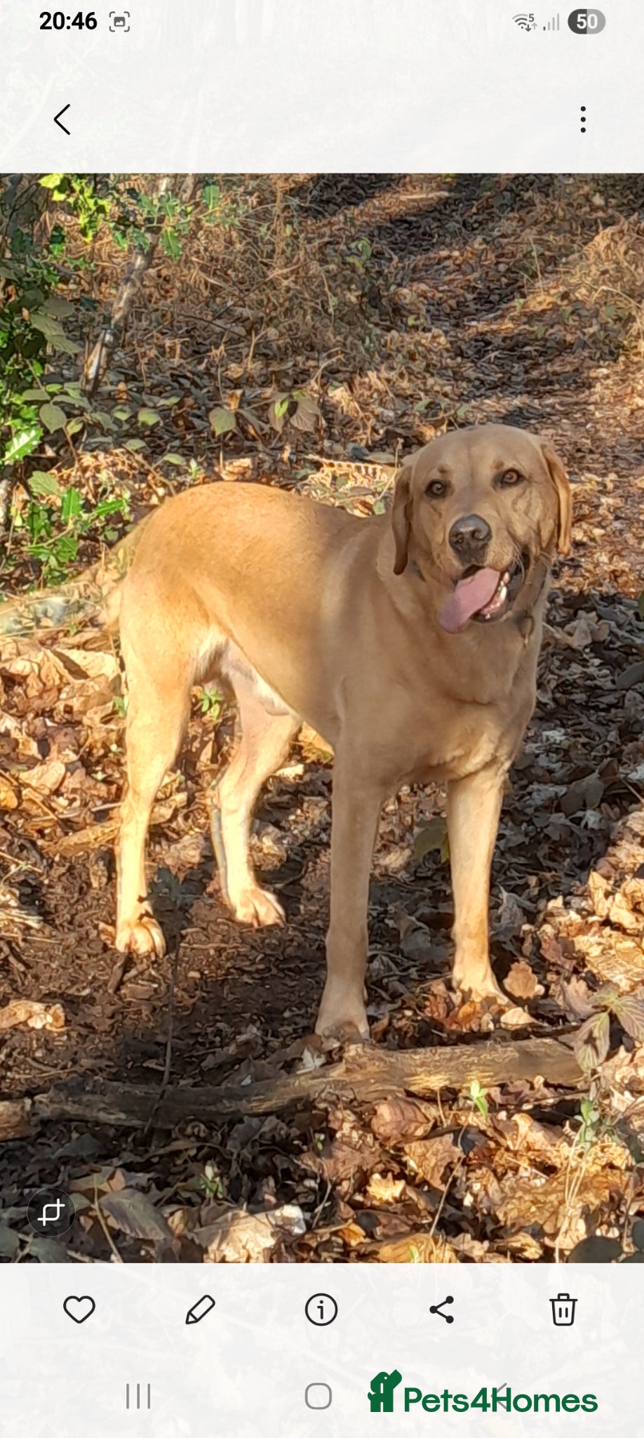 Labrador Retriever dogs KC registered Dog for STUD - Advert 1