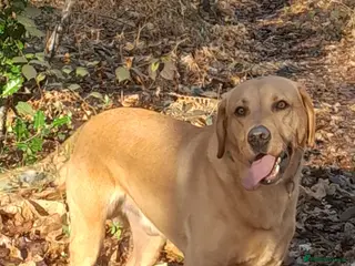 Labrador Retriever dogs KC registered Dog for STUD - Advert 1