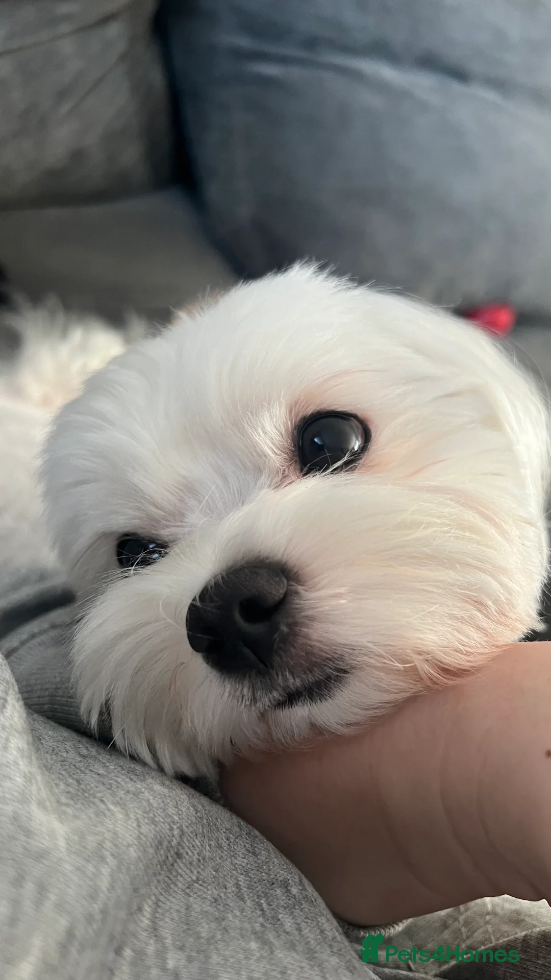 Maltese dogs for stud: 🐶KC registered-Experienced Maltese dog for stud🐶 in Grays - Advert 7