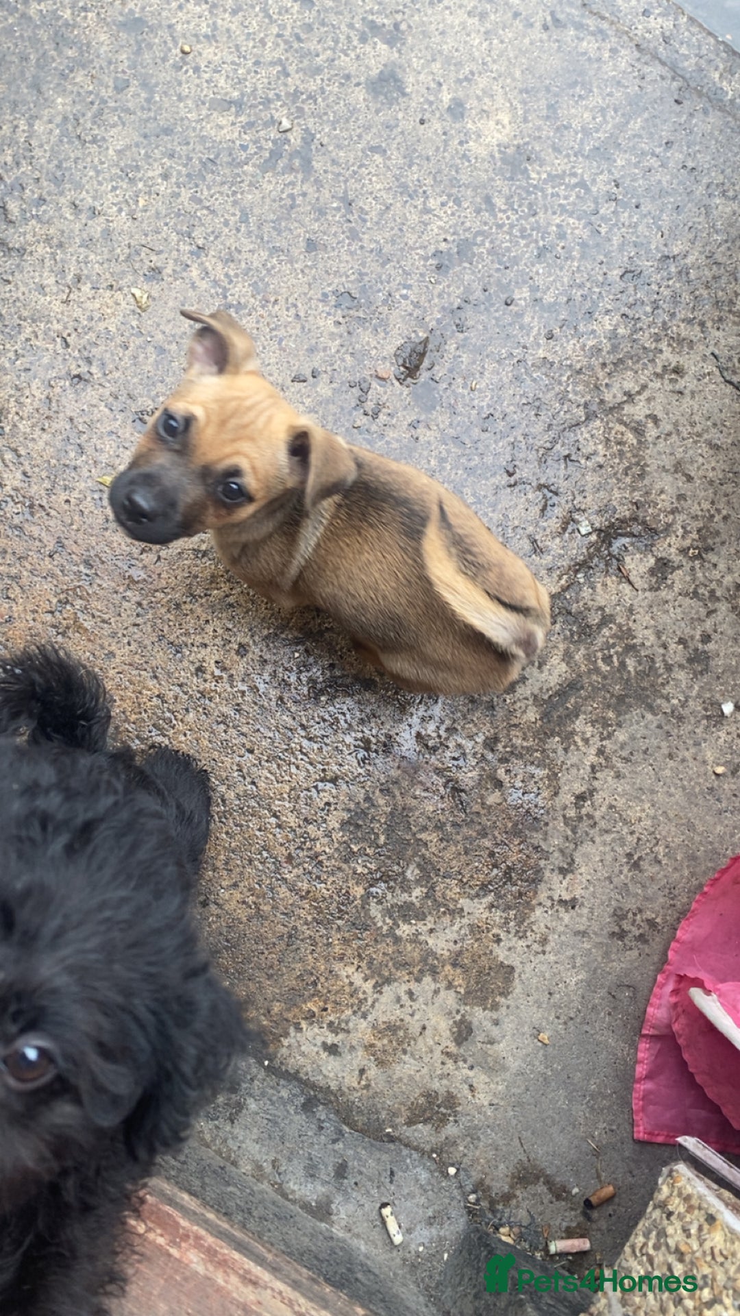 Jug dogs for sale: Lovely little bundle of joy  - Image 10