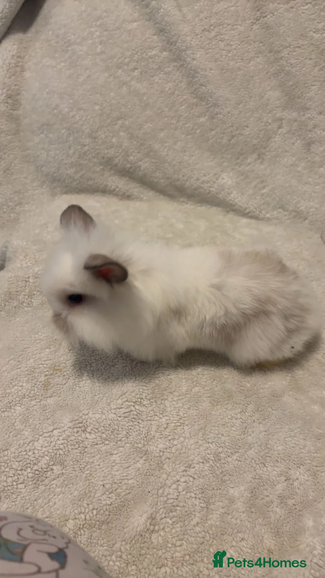 Mixed Breed rabbits for sale: 2x Mini lion lops. 1 male (white) 1 female (black) - Advert 2