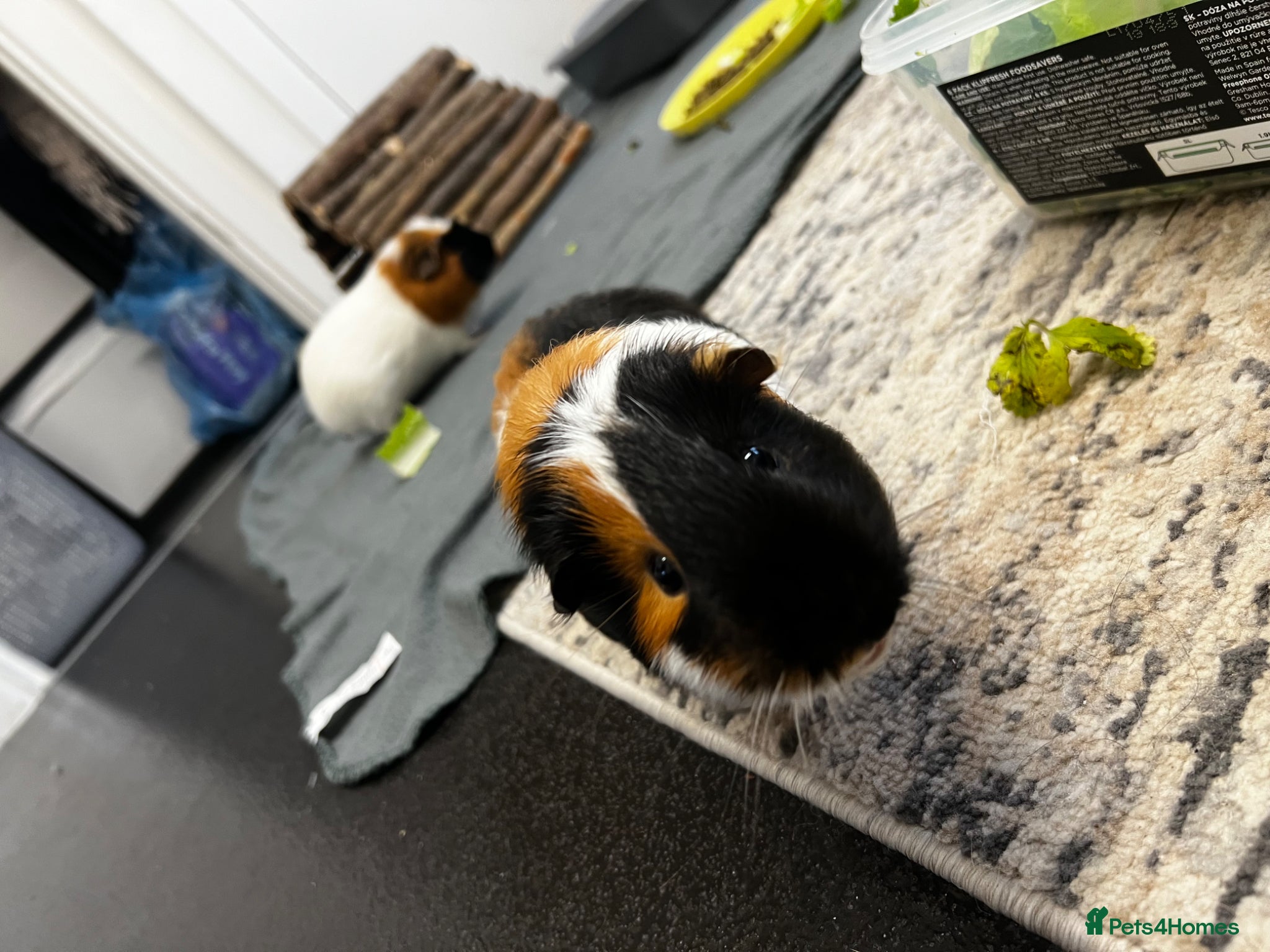 Guinea Pig rodents 2 male guinea pigs - Advert 1