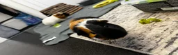 Guinea Pig rodents for sale: 2 male guinea pigs - Advert 1