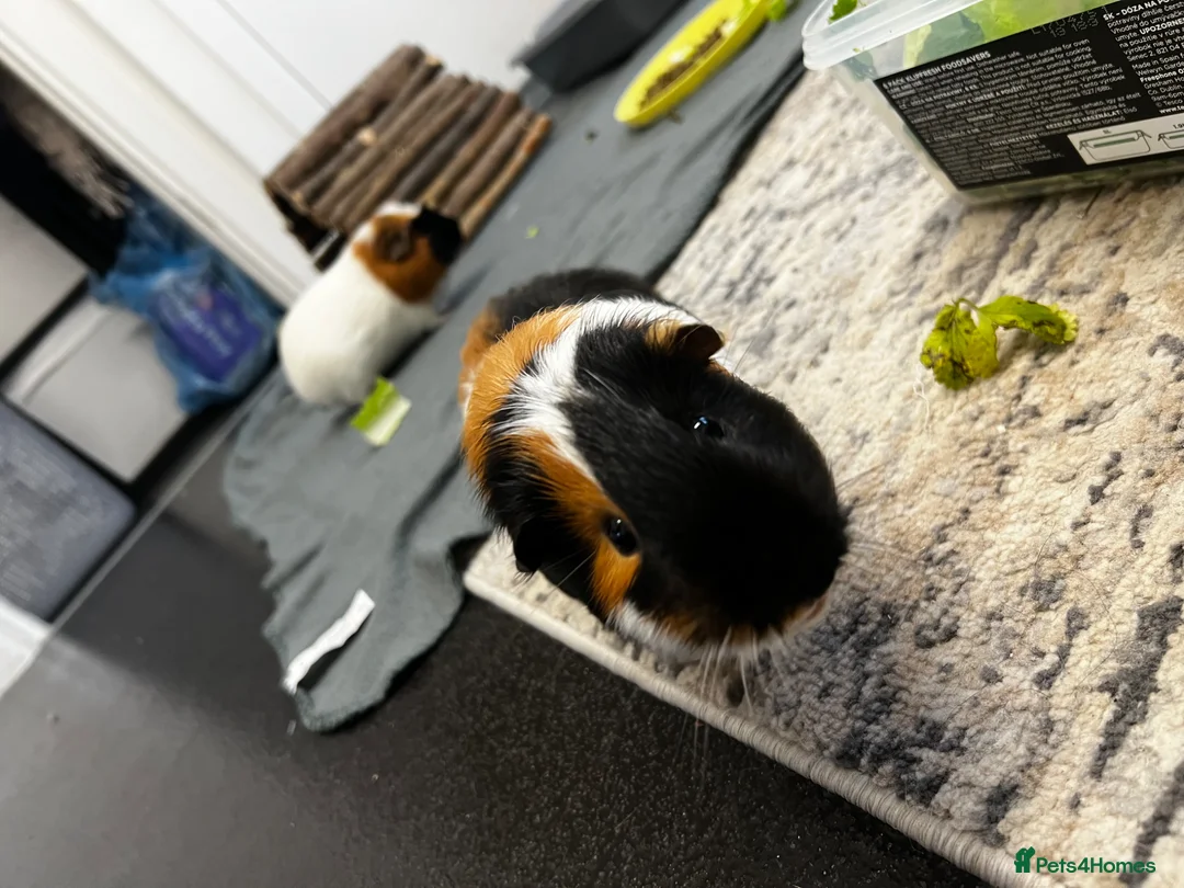 Guinea Pig rodents for sale: 2 male guinea pigs - Advert 1