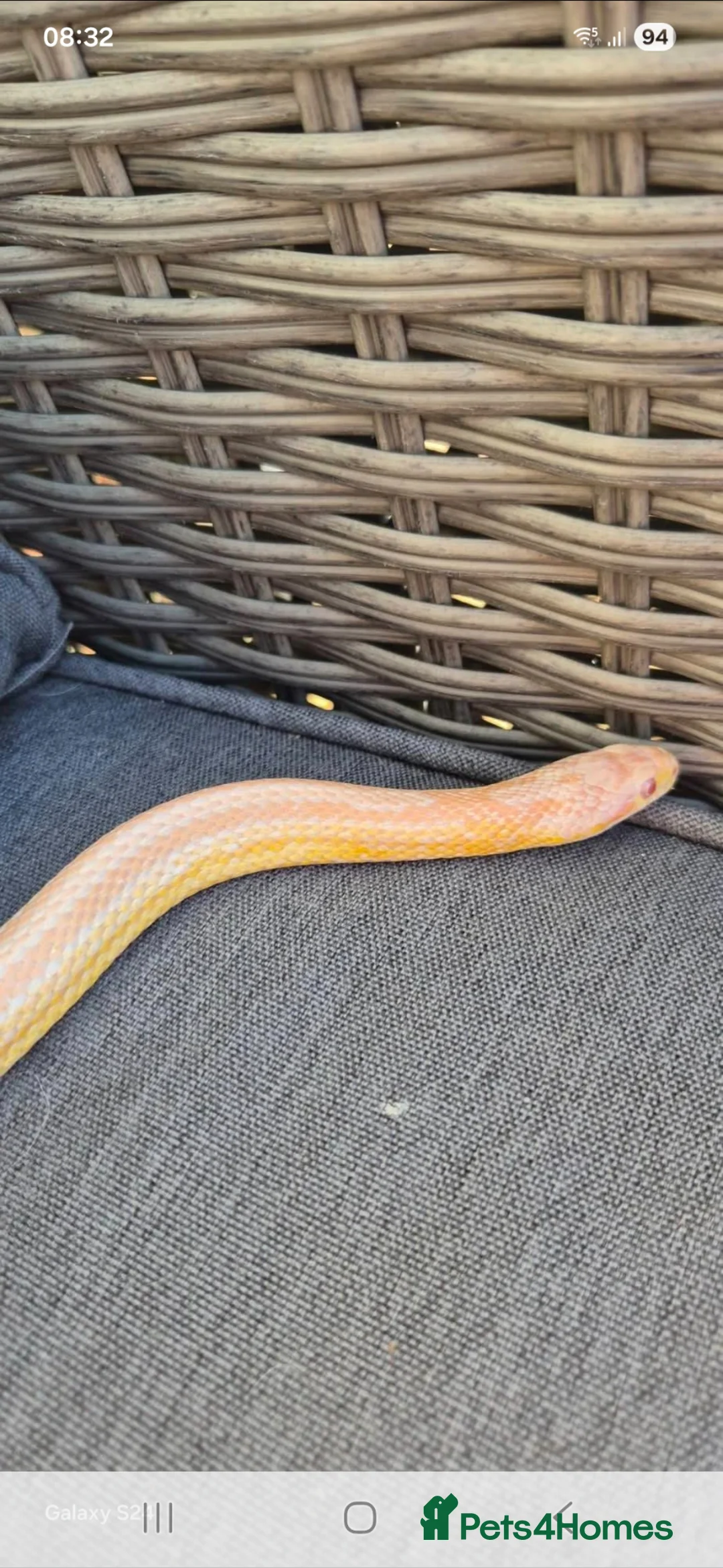 Corn Snake reptiles for sale: 2.5yr old male snow tessera corn snake  - Advert 2