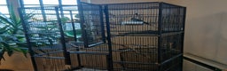 Budgerigars birds for sale: Bluey, Muffin, and Bingo - Advert 4