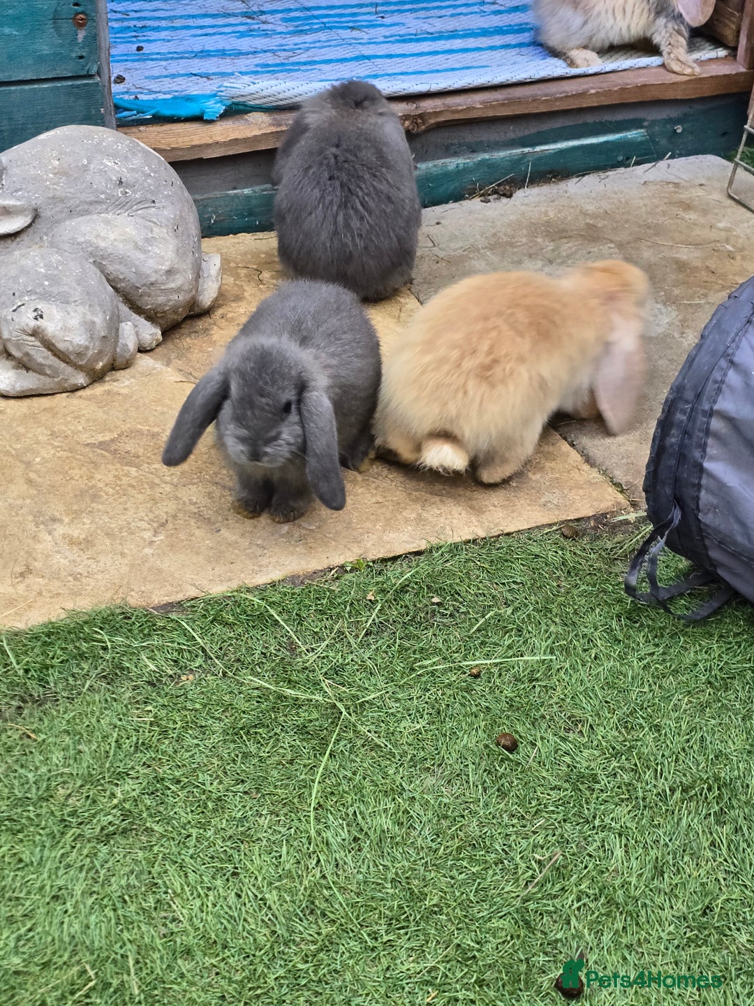 Continental Giant rabbits for sale: Giant french lops  - Image 3