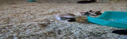 Mixed Breed rabbits for sale: Baby rabbits for sale - Advert 3