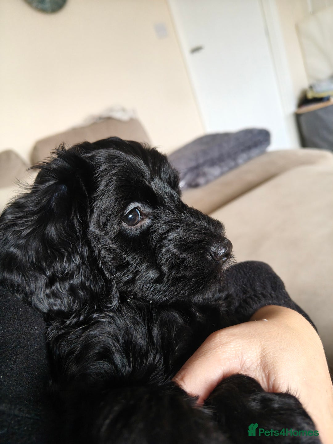 Cockapoo dogs for sale: F1b Cockapoo Puppies Last 3 Available – Ready Now. - Advert 19