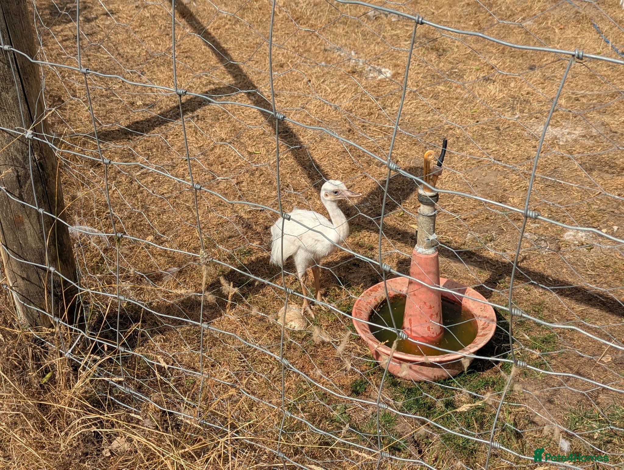 Mixed Breed livestock Rheas for sale, white and grey - Advert 6