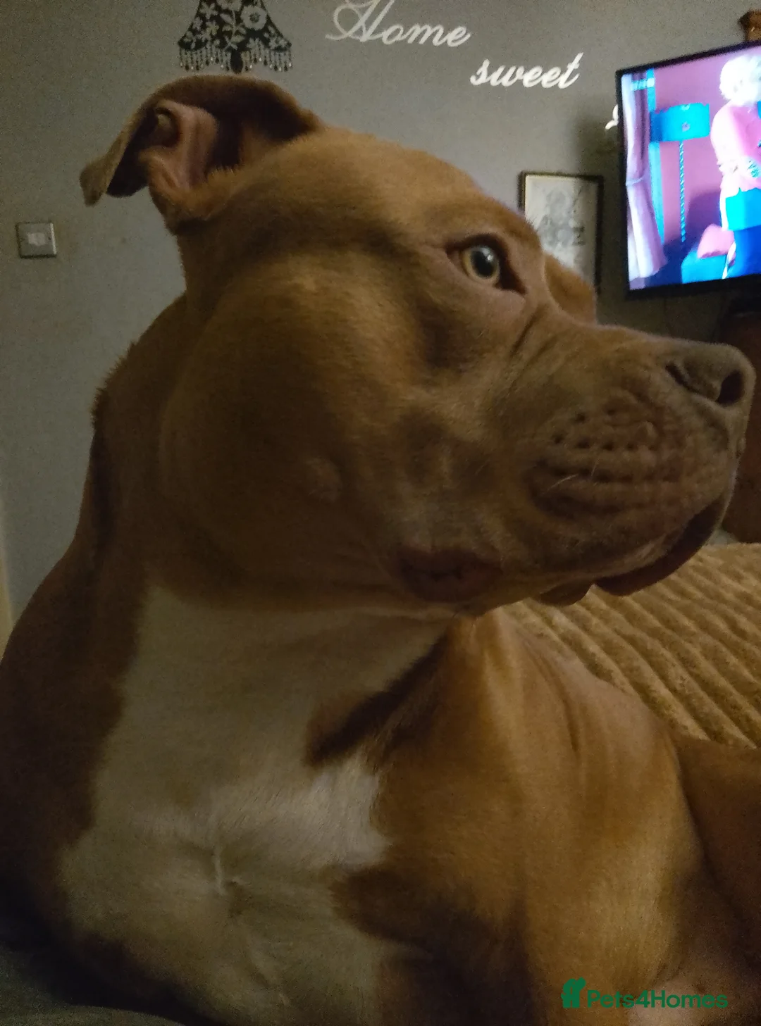 Mixed Breed dogs for sale: Bull /staffy in Sunderland - Advert 2