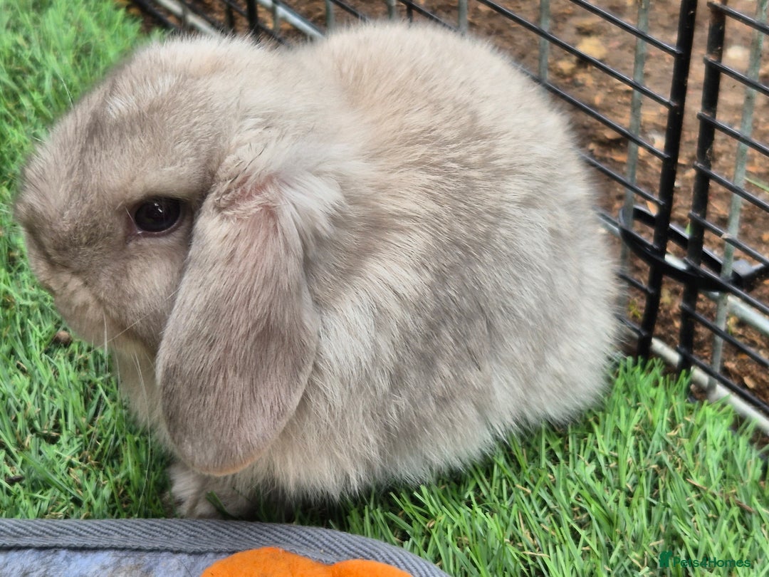 Mini Lop rabbits for sale: Mini lops ready 9th august  - Image 3