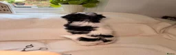 Biewer Terrier dogs for sale: Biewer Yorkshire Terrier Puppies 5⭐ Licensed - Advert 17