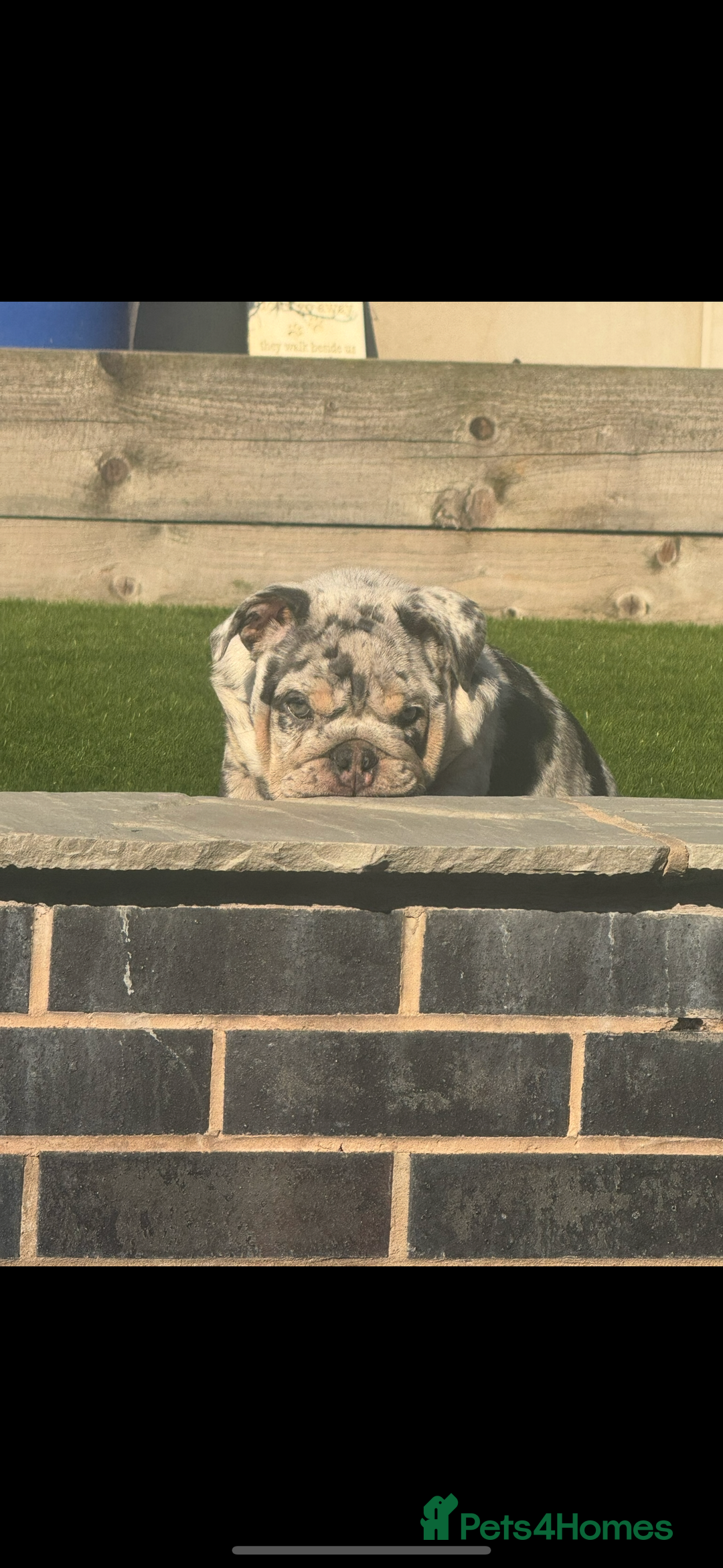 English Bulldog dogs for sale: Grey Merle male english bulldog puppy - Image 2