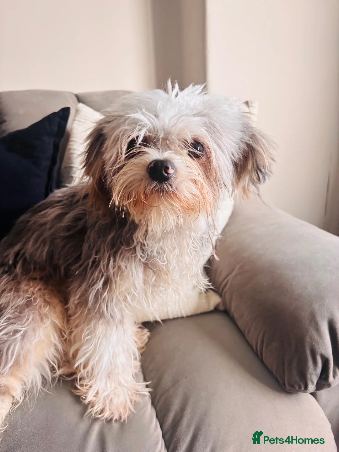 Mixed Breed dogs for sale: Milo  - Advert 1