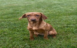 Labrador Retriever dogs for sale: KC Fox Red Labrador Girl 7 months old - Image 1