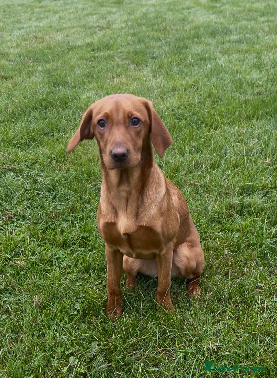 Labrador Retriever dogs for sale: KC Fox Red Labrador Girl 7 months old - Image 1