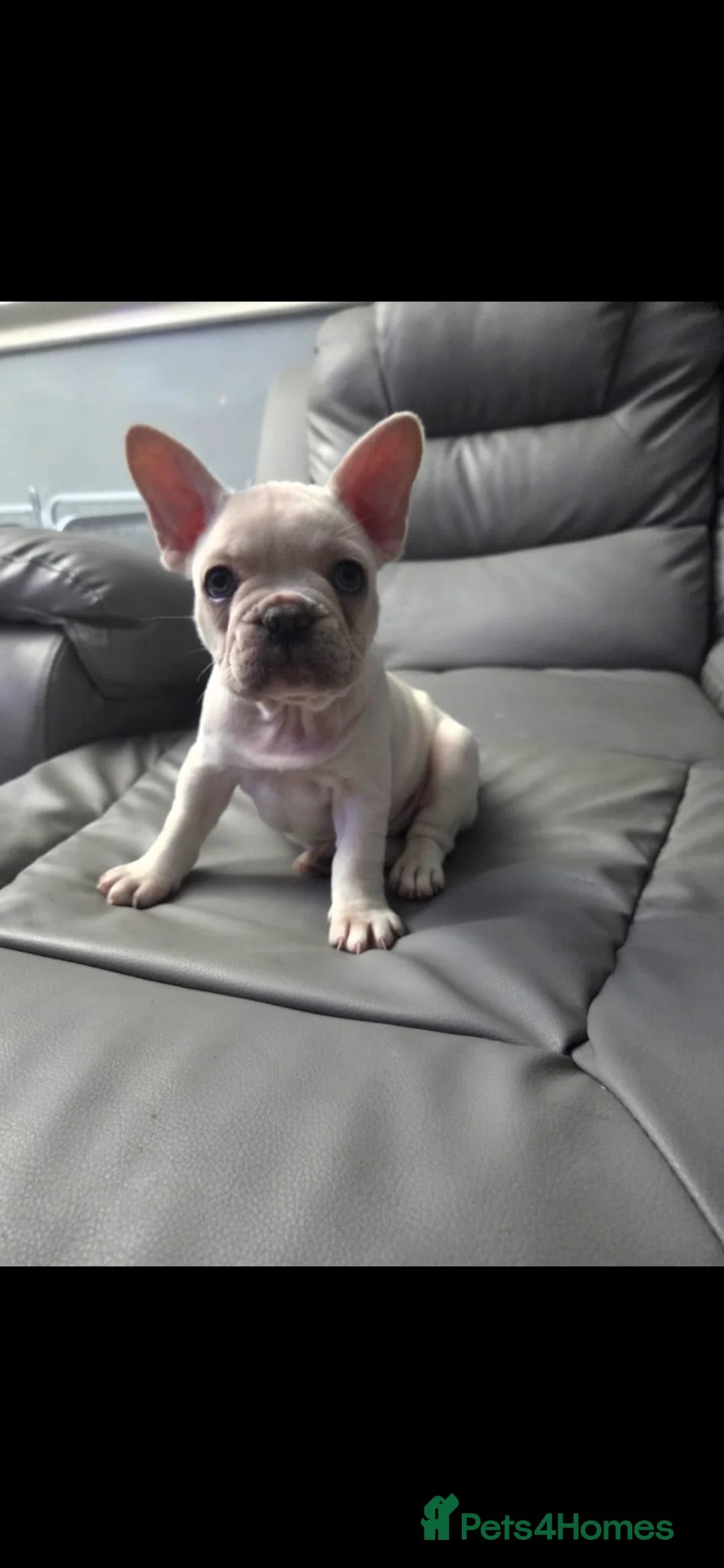 French Bulldog dogs for sale: Stunning French bulldog pups - Advert 2
