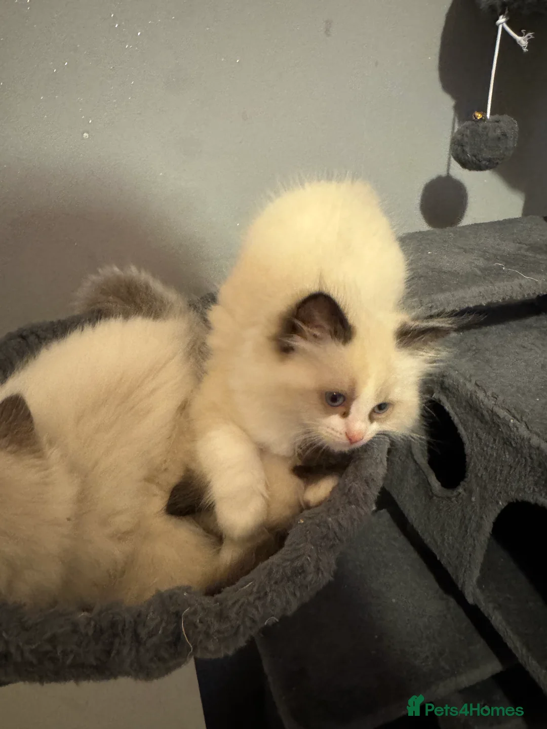 Ragdoll cats for sale: Adorable Pure Breed Ragdoll Kittens ❤️ - Advert 13