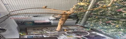 Macaws birds for sale: 6 year old blue and gold macaw  - Advert 3
