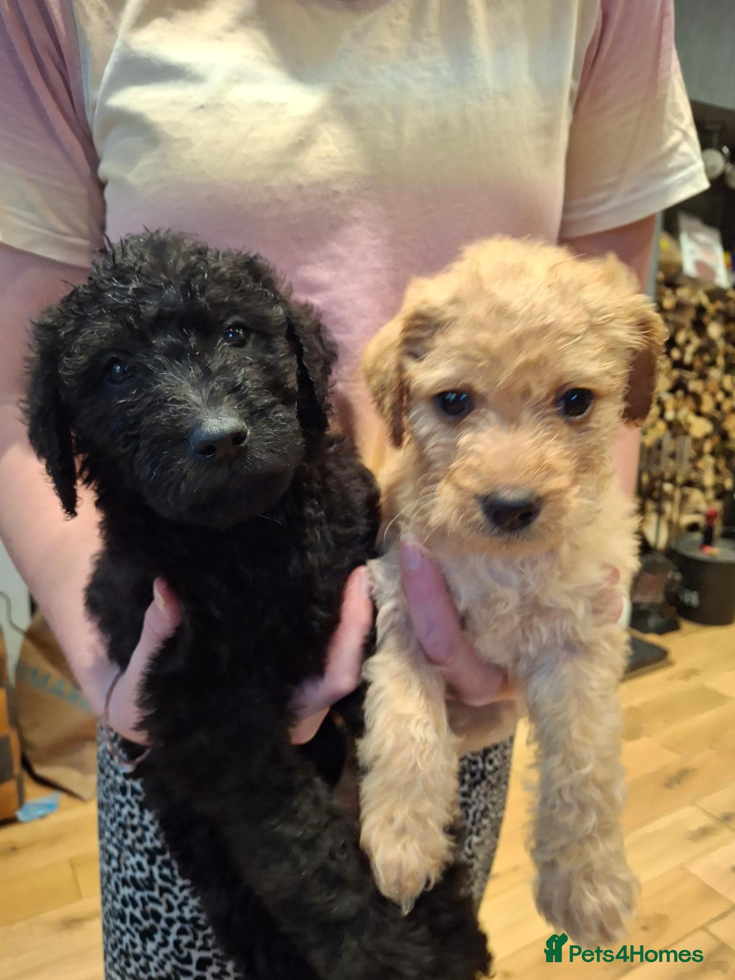 Labradoodle dogs 🐶 Exceptional Multigen Labradoodle Pups Available - Advert 1