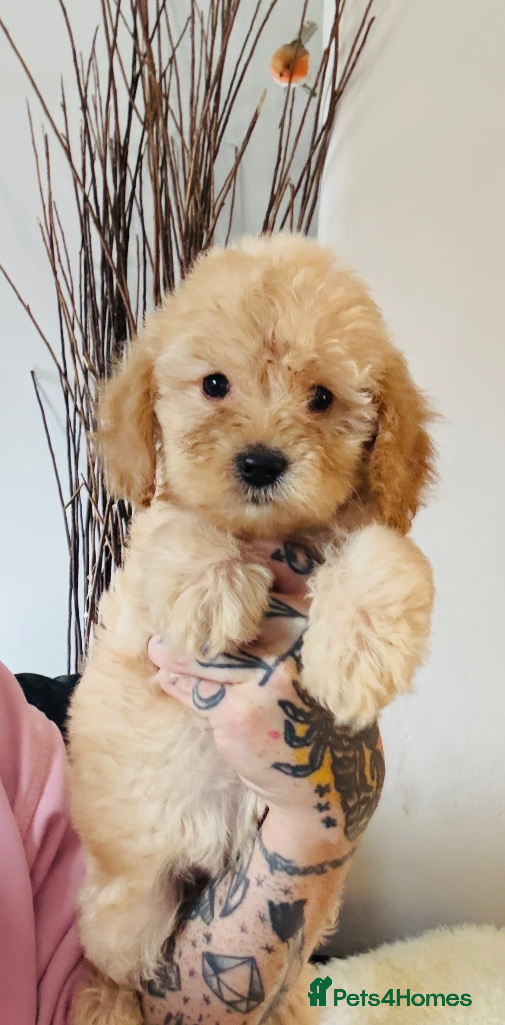 Cockapoo dogs READY NOW 1 f1b girl cockapoo - Advert 2