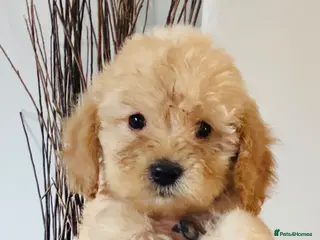 Cockapoo dogs READY NOW 1 f1b girl cockapoo - Advert 2