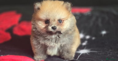 Pomeranian dogs - Advert 16