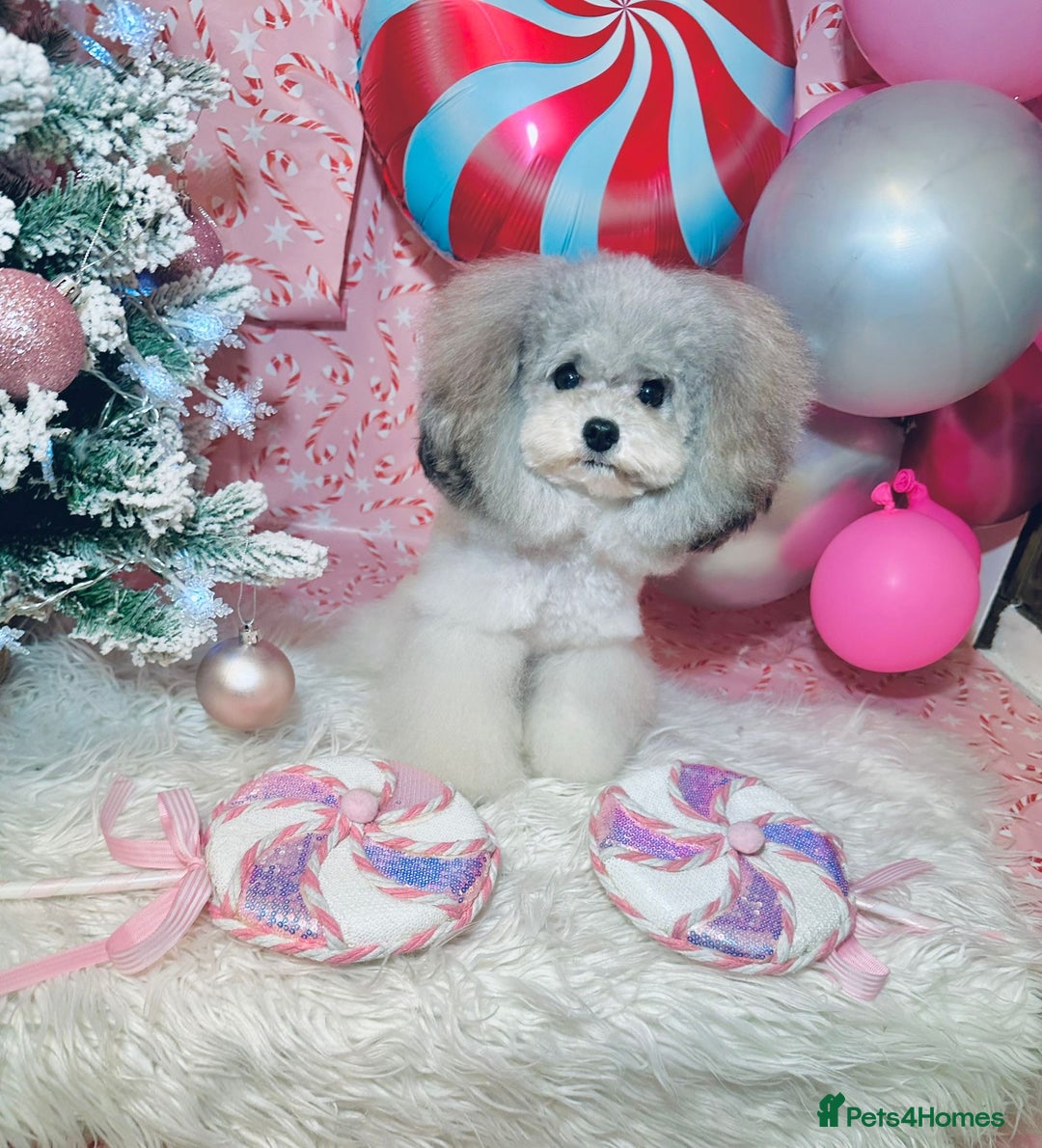 Cavapoo dogs for sale: Beautiful Rare F1b Cavapoos  - Advert 7