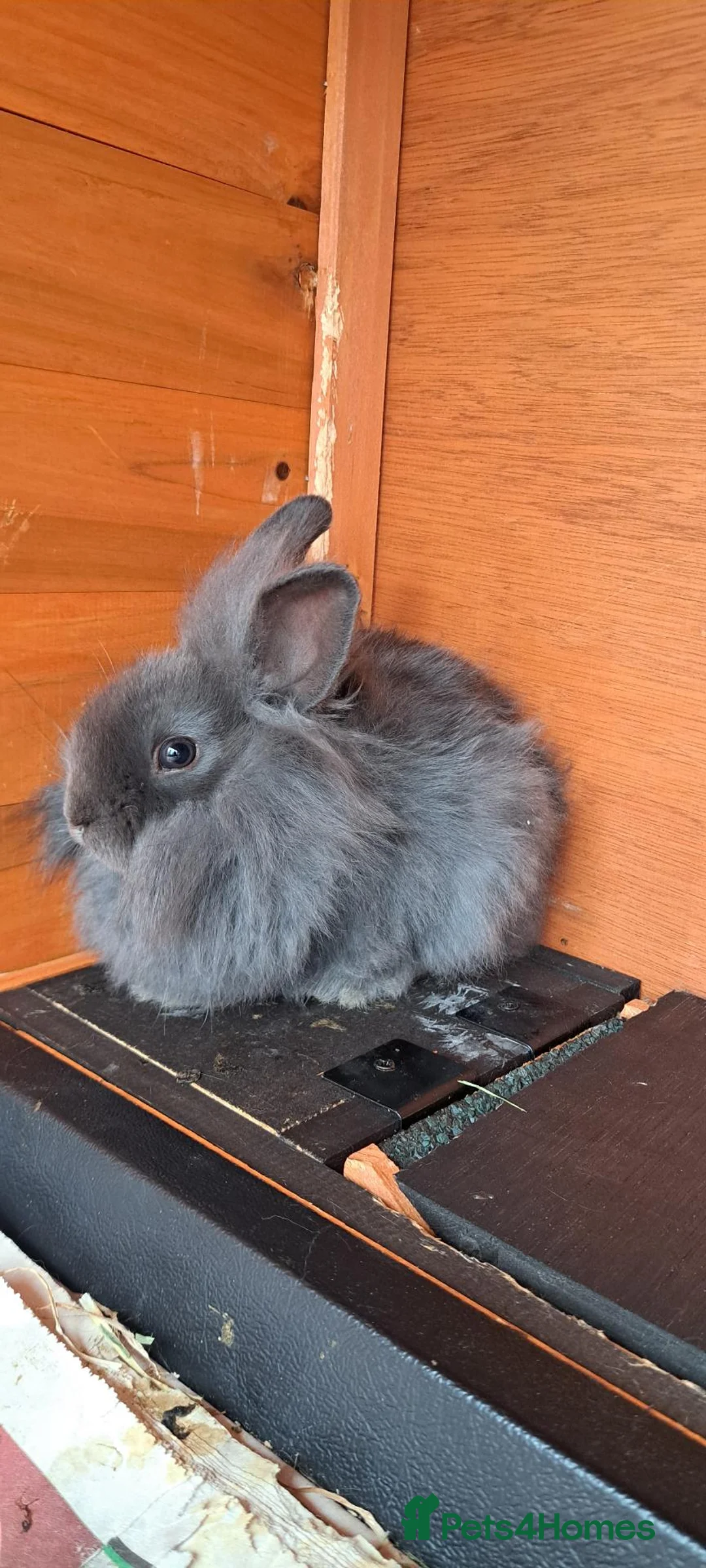 Mixed Breed rabbits for sale: Baby Bunnies - Advert 2