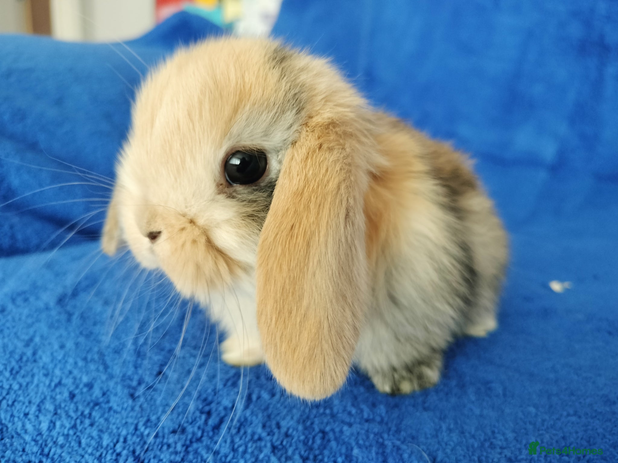 Mini Lop rabbits Baby mini lops for sale  - Advert 13
