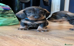 Dachshund dogs for sale: KC Register Standard Wirehaired Dachshund Puppies in Lincoln - Image 28