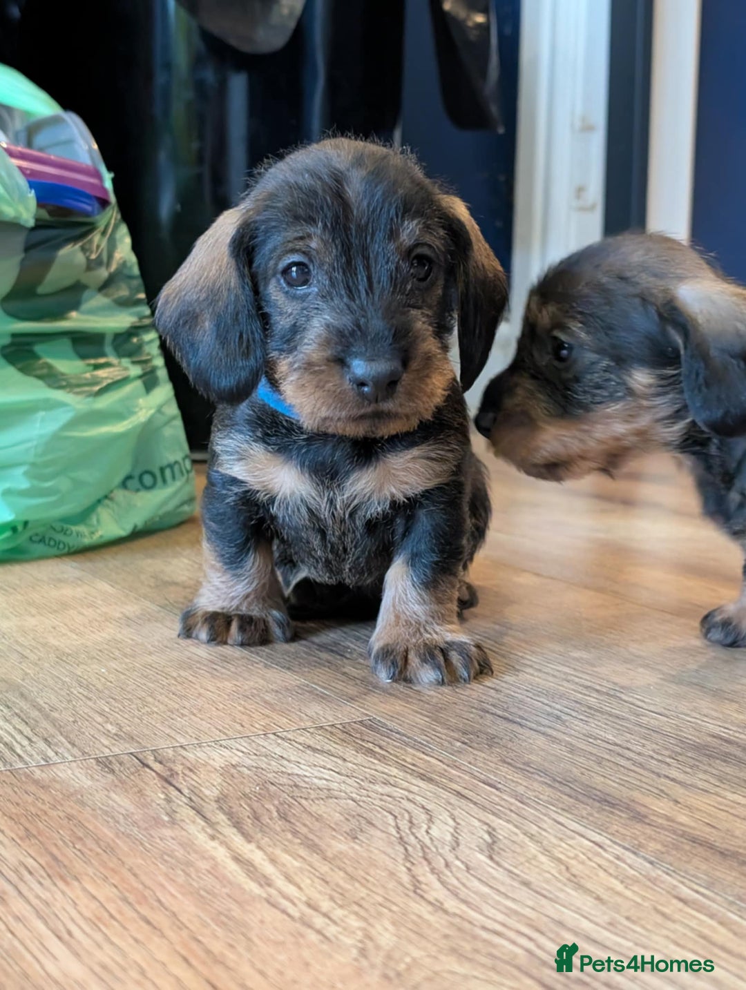 Dachshund dogs for sale: KC Register Standard Wirehaired Dachshund Puppies in Lincoln - Image 28