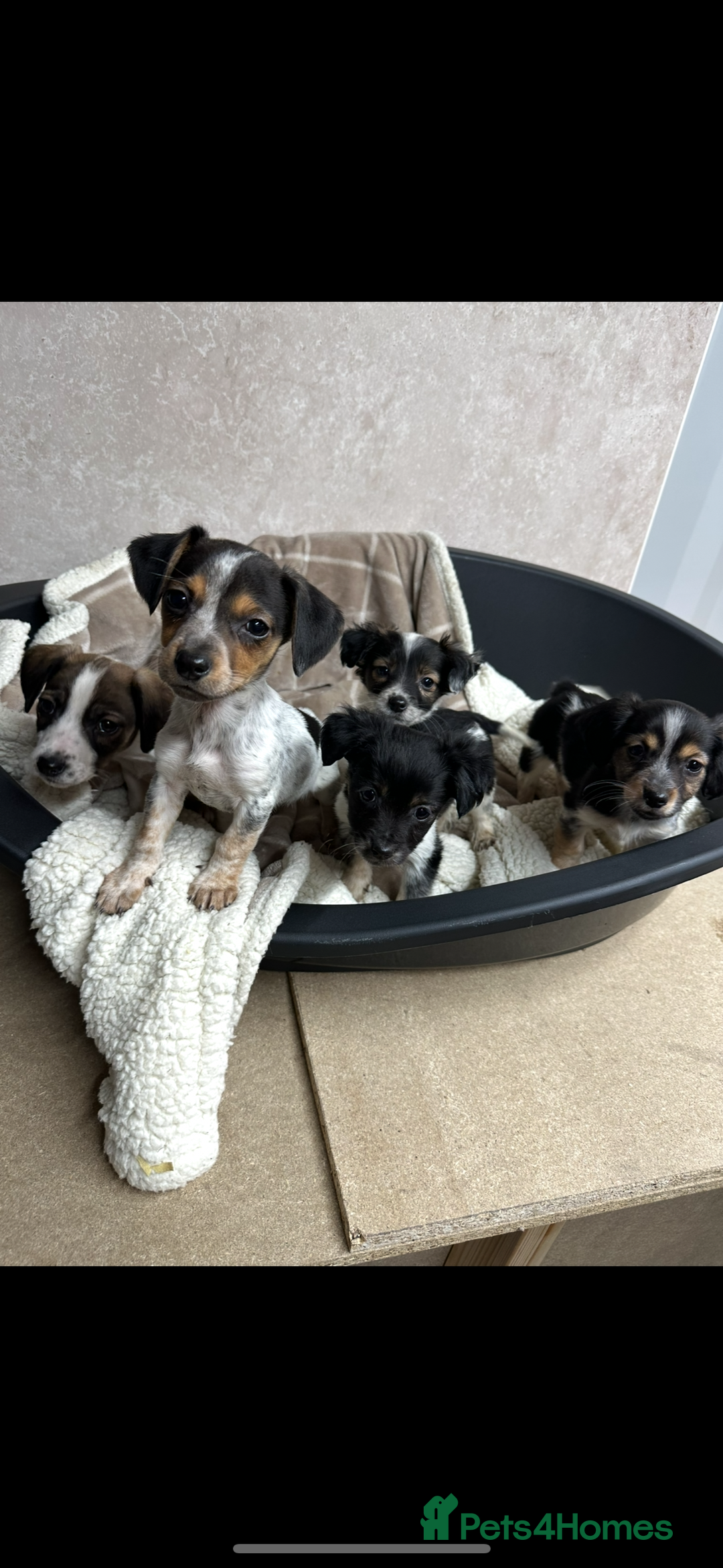 Jack Russell dogs for sale: Miniature jack russel pups - Advert 8