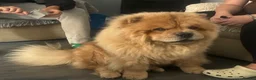 Chow Chow dogs for sale: Chow chow for loving home  in Hartlepool - Advert 4