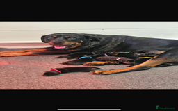 Rottweiler dogs for sale: Stunning Rottweiler puppy’s  - Image 7