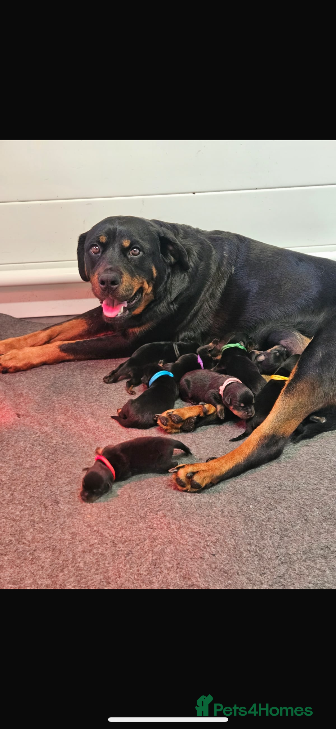 Rottweiler dogs for sale: Stunning Rottweiler puppy’s  - Image 7