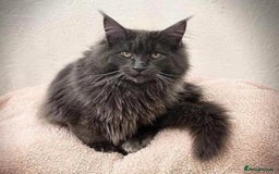 Maine Coon cats for sale: Registered TICA Blue Smoke Maine Coon Kittens - Image 12