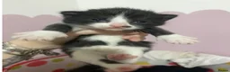 Mixed Breed cats for sale: 5x kittens for sale  in Hull - Advert 13