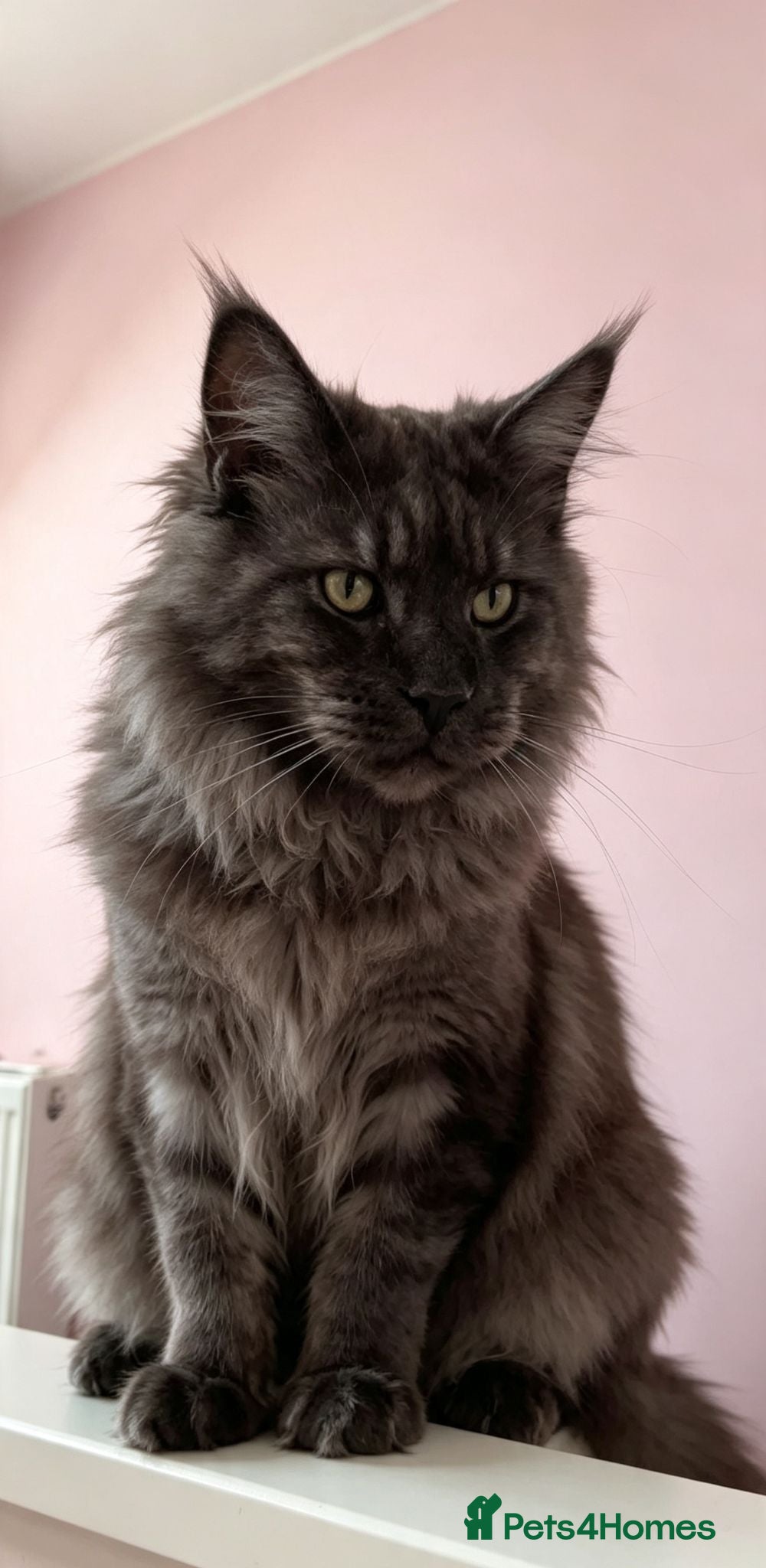 Maine Coon cats I have one girl left stunning ❤️‍🔥❤️ - Advert 4