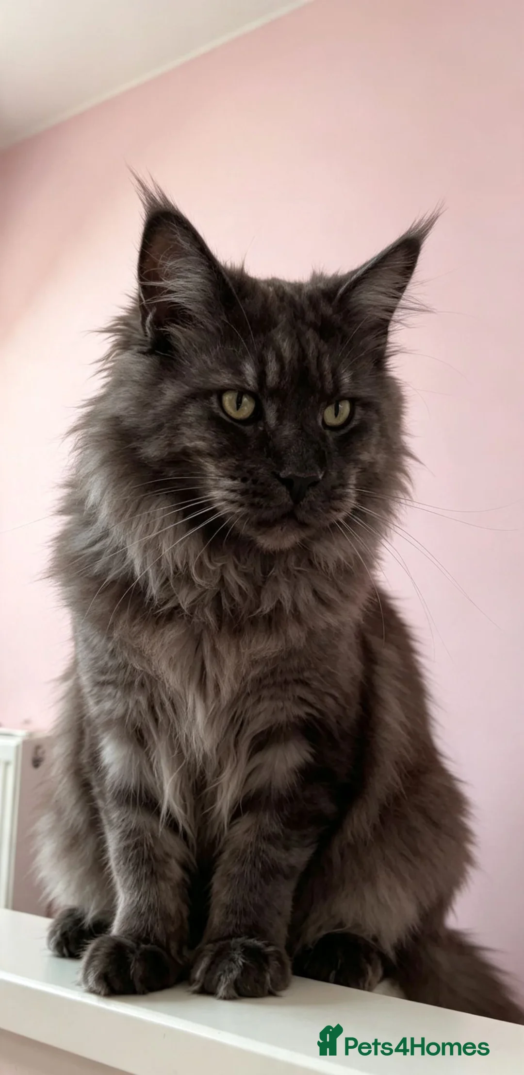 Maine Coon cats for sale: I have one girl left stunning ❤️‍🔥❤️ - Advert 1